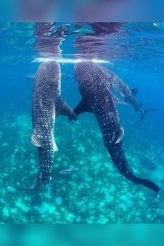 two large whale swimming in the ocean with their trunks touching each other's chests