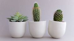 three small cactus plants in white ceramic pots