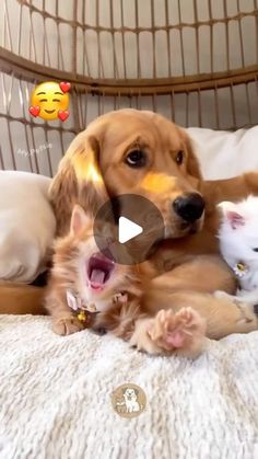 a dog and two kittens laying on top of a bed