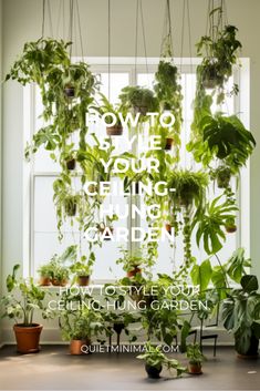 some green plants hanging from the ceiling in front of a window with words above them