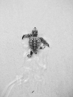 a baby turtle crawling in the snow on top of it's back legs and head