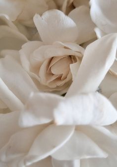 #crema #2024 #coloroftheyear #gardenias #flowers Creamy White Aesthetic, White Gardenia, Baby Looney Tunes, Phone Screen Wallpaper, Ange Demon, Lovely Flowers Wallpaper, Fancy Cars, Flowers Wallpaper, Red Wallpaper