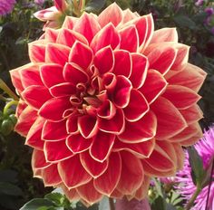 a large red and yellow flower surrounded by purple flowers