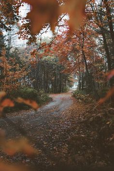 a dirt road surrounded by trees and leaves