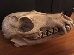 an animal's skull is displayed on a table