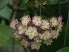 a cluster of white and pink flowers growing on a plant with green leaves in the background