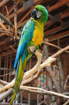 a green and yellow parrot sitting on top of a tree branch in front of a building