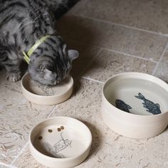 a cat eating out of two bowls on the floor