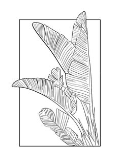 a black and white line drawing of a plant with large leaves in a square frame