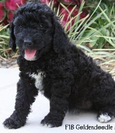 a small black dog sitting on top of a cement floor next to plants and flowers