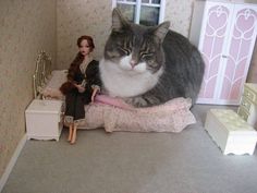 a cat sitting on top of a bed next to a doll