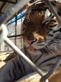 a tiger in a cage with its tongue hanging out