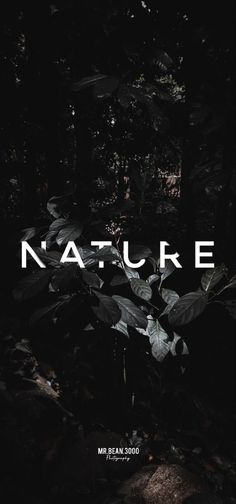 the words nature are surrounded by plants and rocks in the dark forest, with leaves on the ground