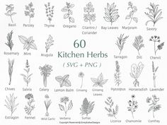 a bunch of different herbs that are on a white background with the words, 60 kitchen herbs svg + png