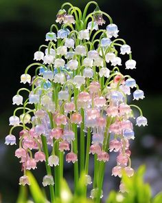 some white and pink flowers with green stems