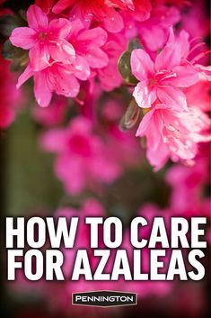 pink flowers with the words how to care for azaleas