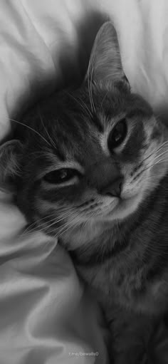 a black and white photo of a cat laying on a bed with its eyes open