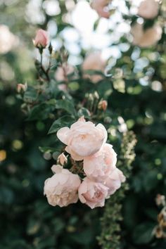 some pink flowers that are growing in the bushes