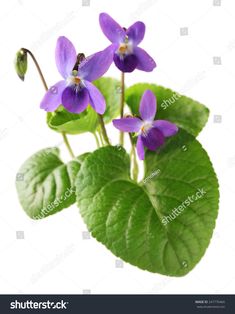 purple flowers and green leaves on a white background with clipping space for text or image