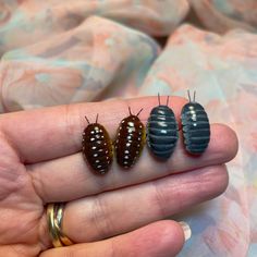 three bugs sitting on the palm of someone's hand