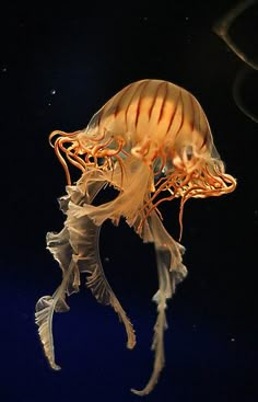 an orange and white jellyfish floating in the water with its head turned to the side