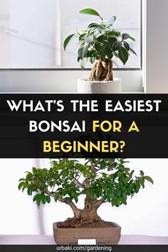 a bonsai tree with the words what's the easier bonsai for a beginner?