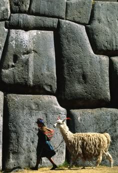 a man walking next to a llama in front of a stone wall