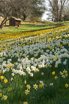 a field full of white and yellow flowers