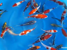 a group of koi fish swimming in a pond