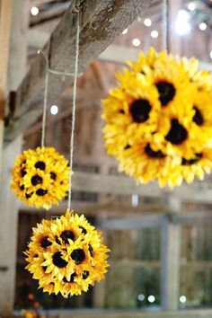 sunflowers are hanging from the ceiling with string