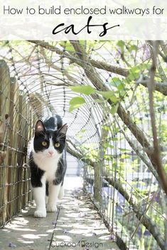 a black and white cat walking across a bridge with the words how to build enclosed walkways for cats