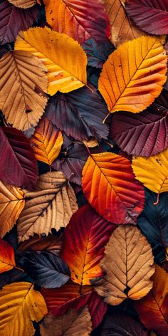 many different colored leaves on the ground