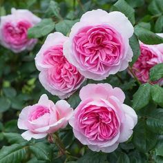 pink roses blooming in the garden with green leaves