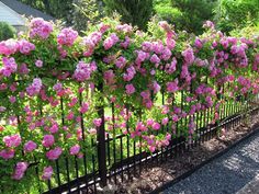 pink flowers growing on the side of a fence