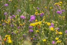 wildflowers and other flowers in a field