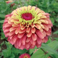 a pink and yellow flower with green leaves in the foreground, surrounded by other flowers