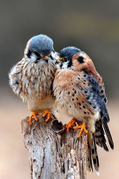 two small birds sitting on top of a wooden post together with their beaks touching