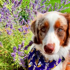 a brown and white dog wearing a purple bandana in front of some lavender flowers