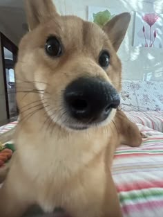 a brown dog laying on top of a bed