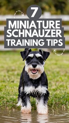 a black and white dog standing in water with the title 7 miniature schnauzer training tips