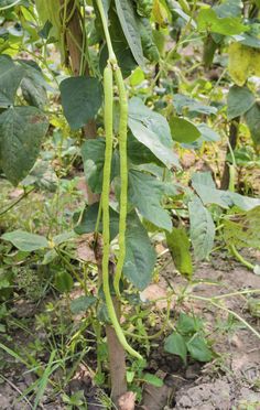 a green plant with long stems growing in the ground and leaves hanging from it's branches