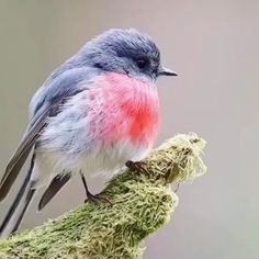 a small bird sitting on top of a mossy branch with red and blue feathers