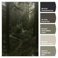 an image of a path in the woods with color swatches to match it's palettes