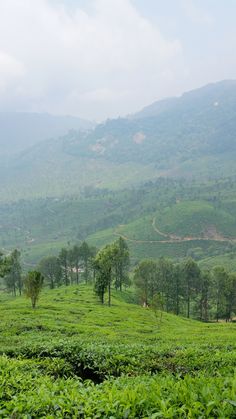 a lush green hillside covered in lots of trees and bushes with mountains in the background