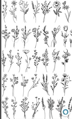 various flowers and plants drawn in black ink