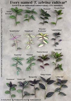 the different types of plants that are growing from seed to flower, and labeled with names