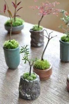 there are many small pots with plants in them on the table, and one is filled with moss