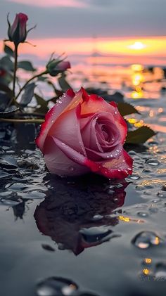 a pink rose sitting on top of water with the sun setting in the back ground