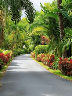 an empty road surrounded by palm trees and flowers