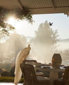 a white peacock standing on top of a table next to a bird flying over it